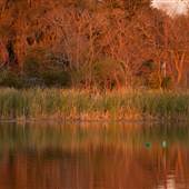Lake Jennie Jewel