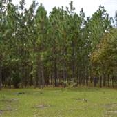 Seminole Woods Ranch