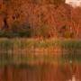 Lake Jennie Jewel