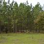 Seminole Woods Ranch