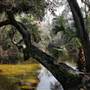 Wekiwa Springs State Park