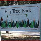 Big Tree Park