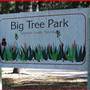 Big Tree Park