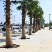 Sanford