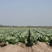 Long & Scott Farms